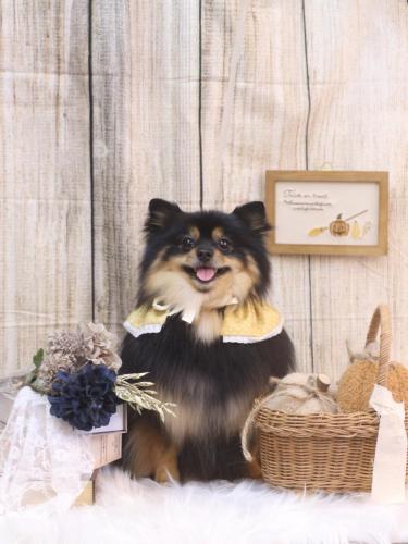 20241017アンバーちゃん